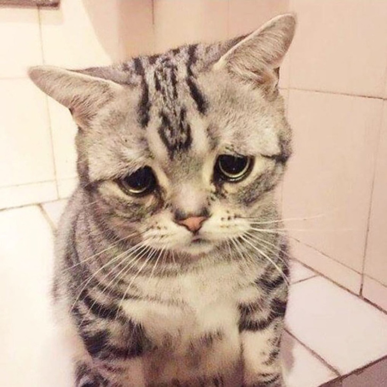 sad animals