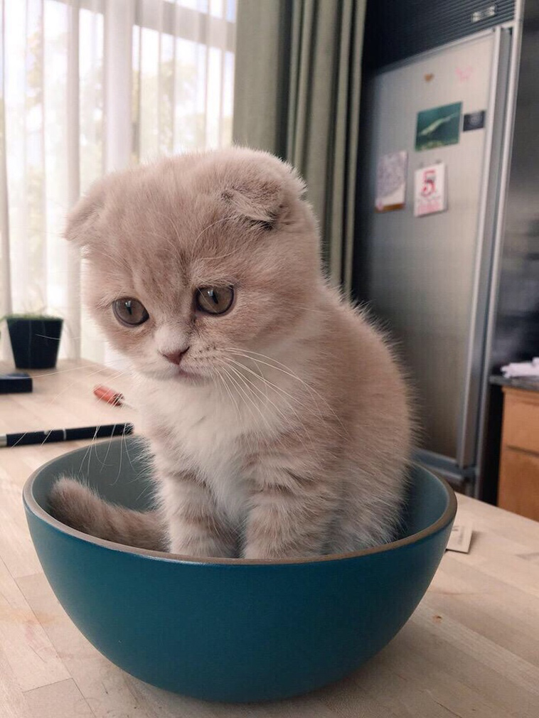 sad animals