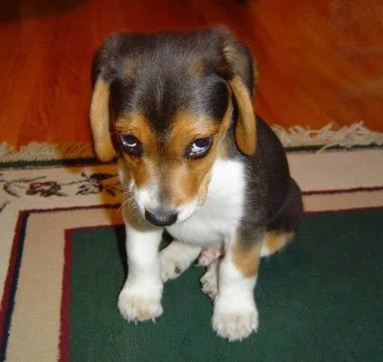 sad animals