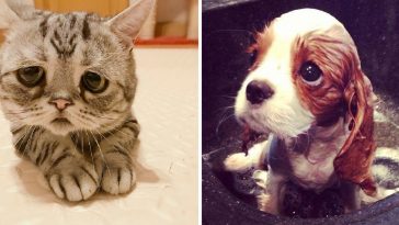 sad animals