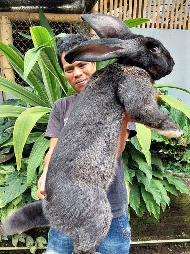 German-giant-the-biggest-rabbit-in-Indonesia