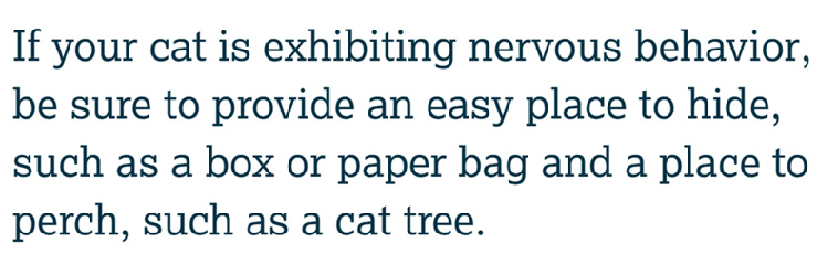 Pet Owner Tips