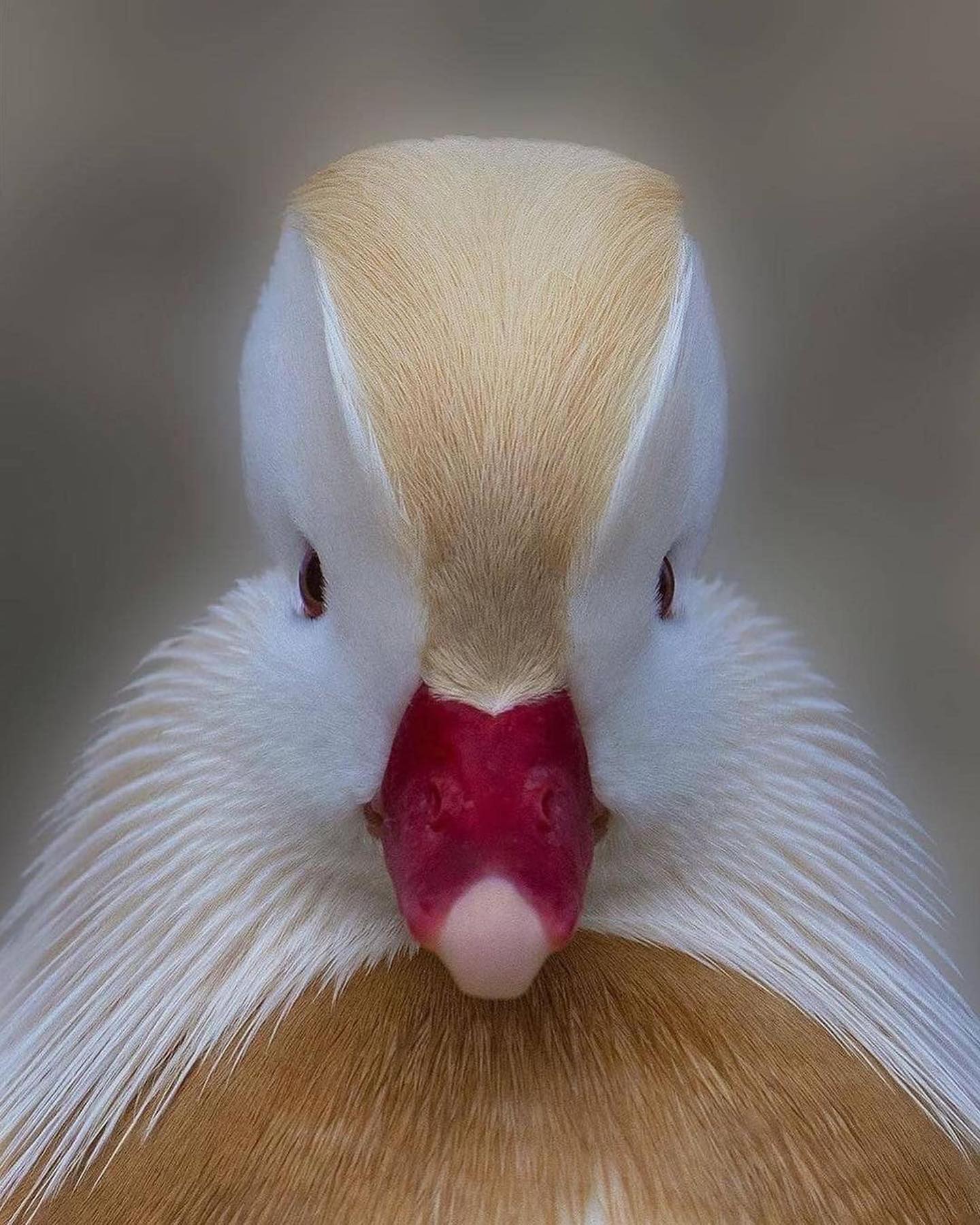 White Mandarin Duck