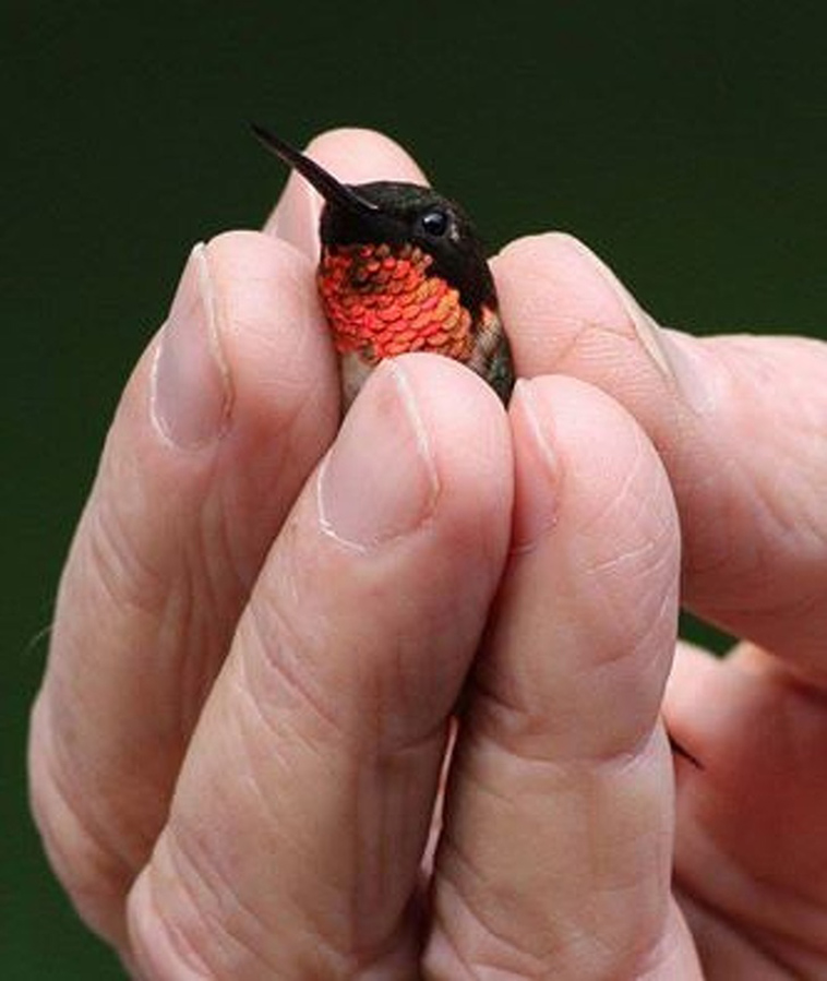 animals size beyond our understanding
