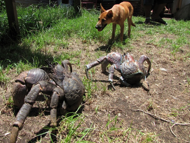 animals size beyond our understanding