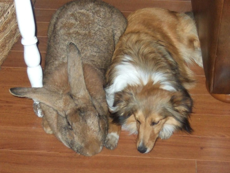 animals size beyond our understanding