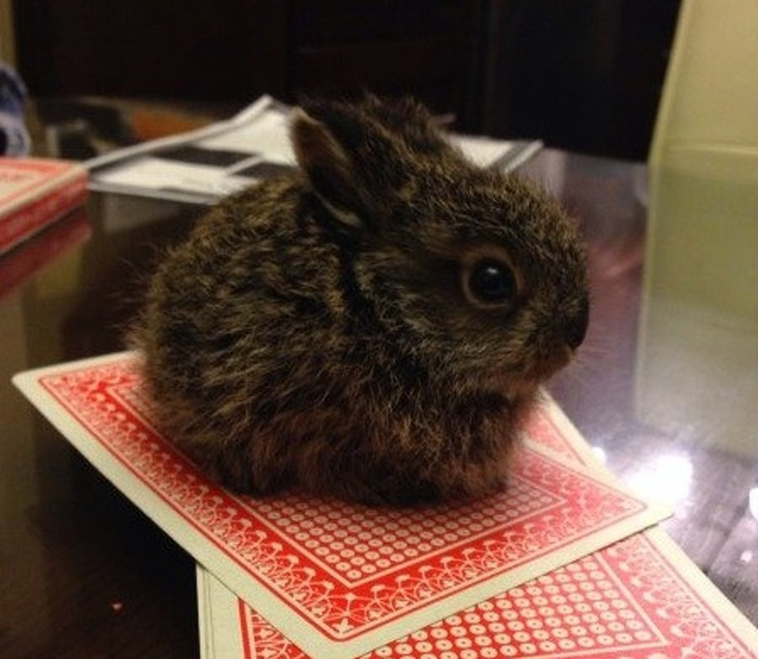 animals size beyond our understanding