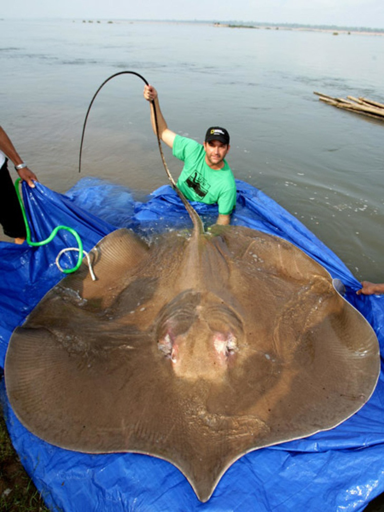 animals size beyond our understanding