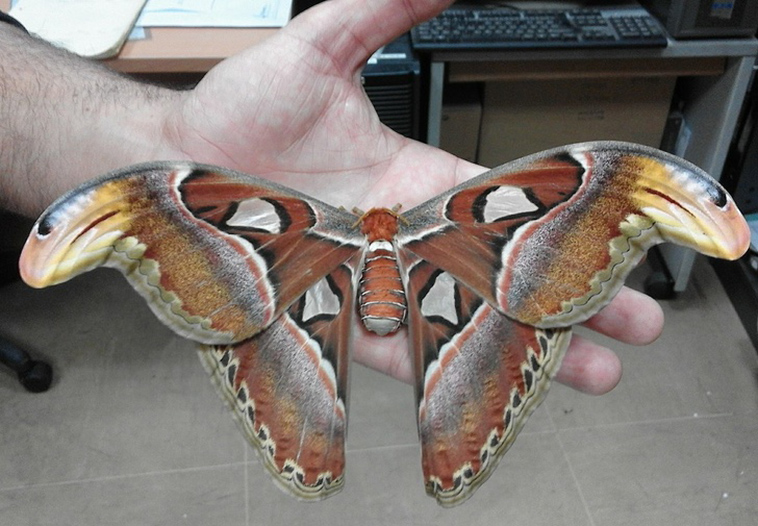 animals size beyond our understanding