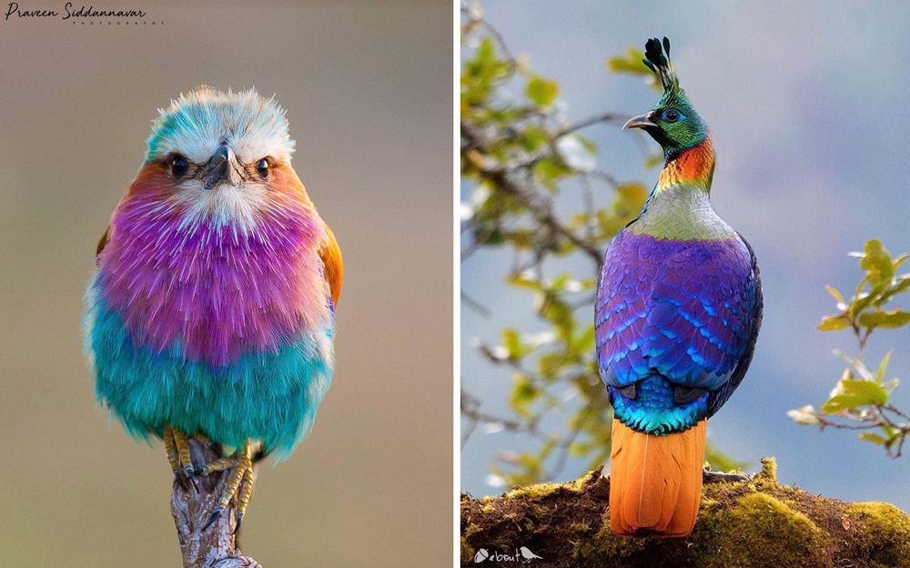 beautiful birds