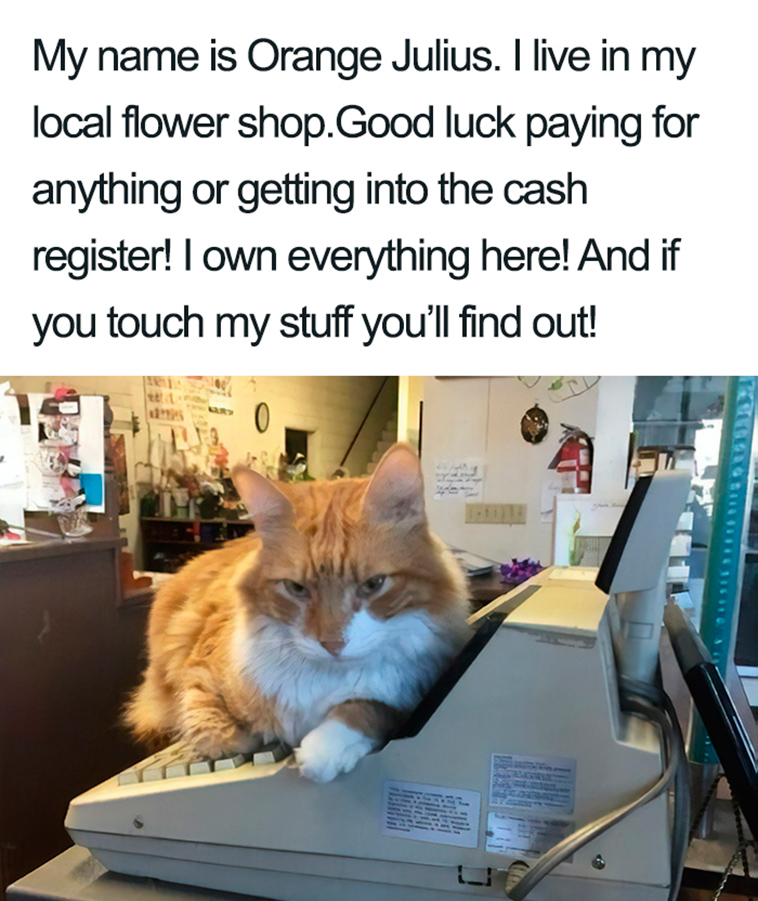 funny cat shaming