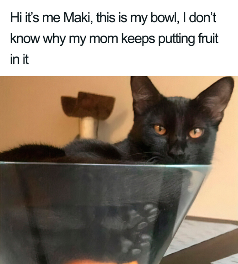 funny cat shaming