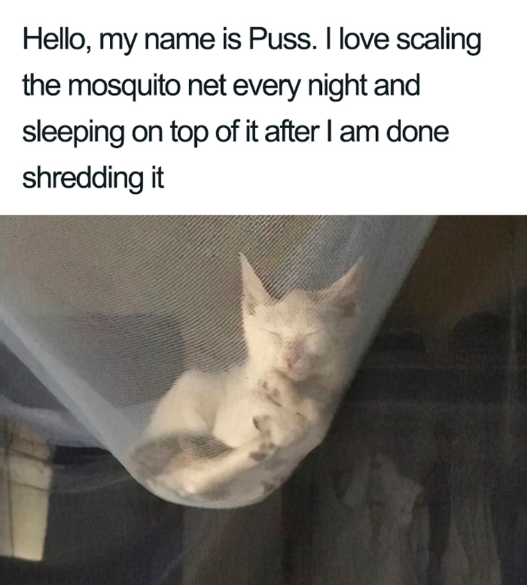 funny cat shaming