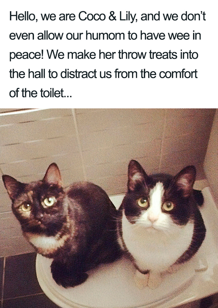 funny cat shaming