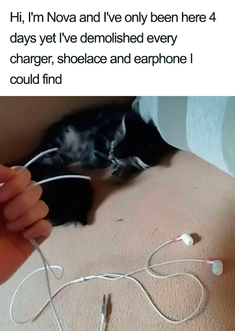funny cat shaming