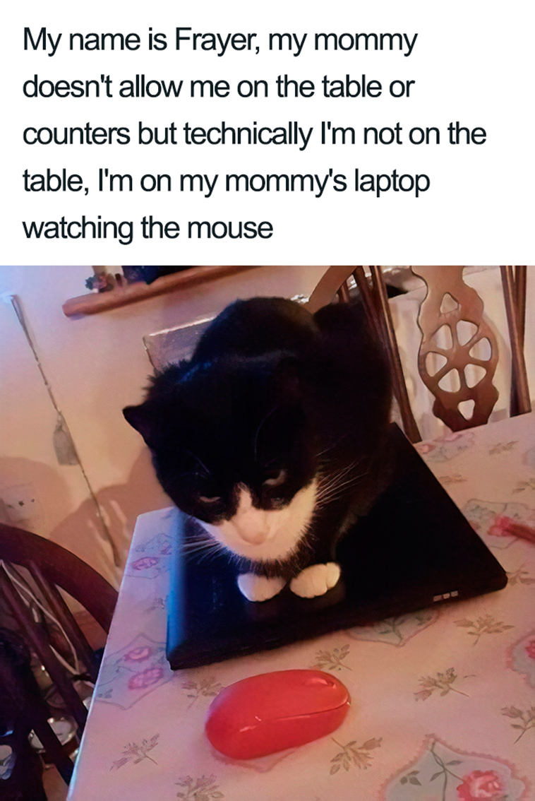 funny cat shaming