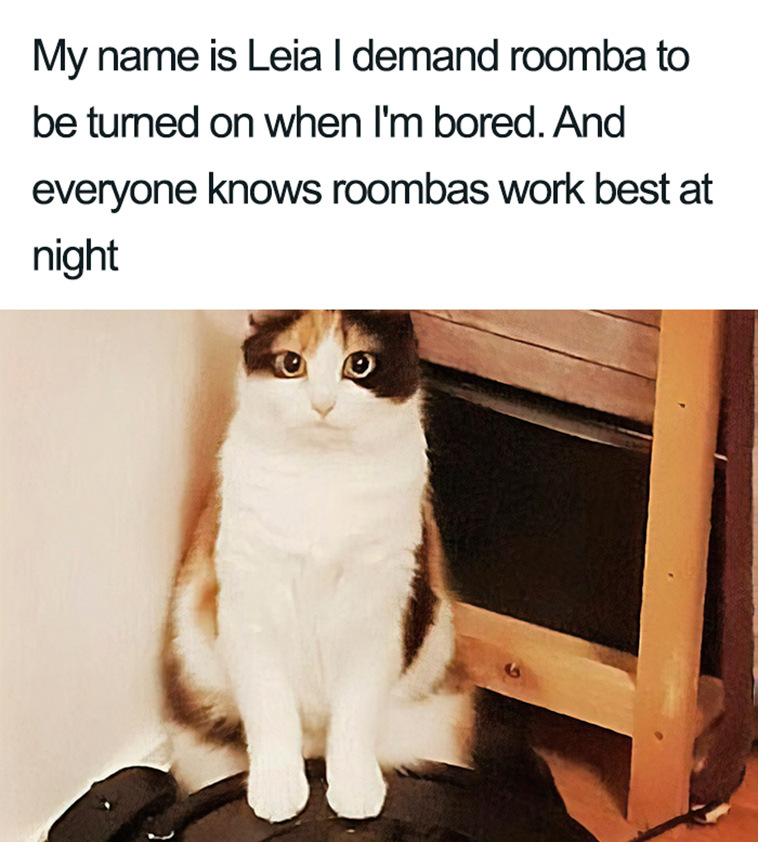 funny cat shaming