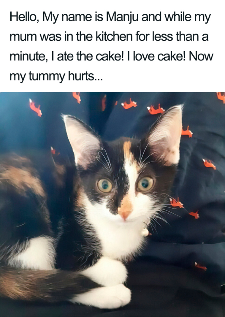 funny cat shaming