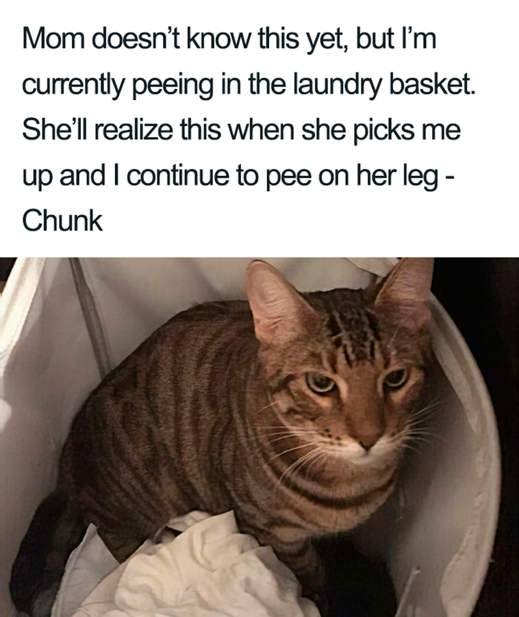 funny cat shaming