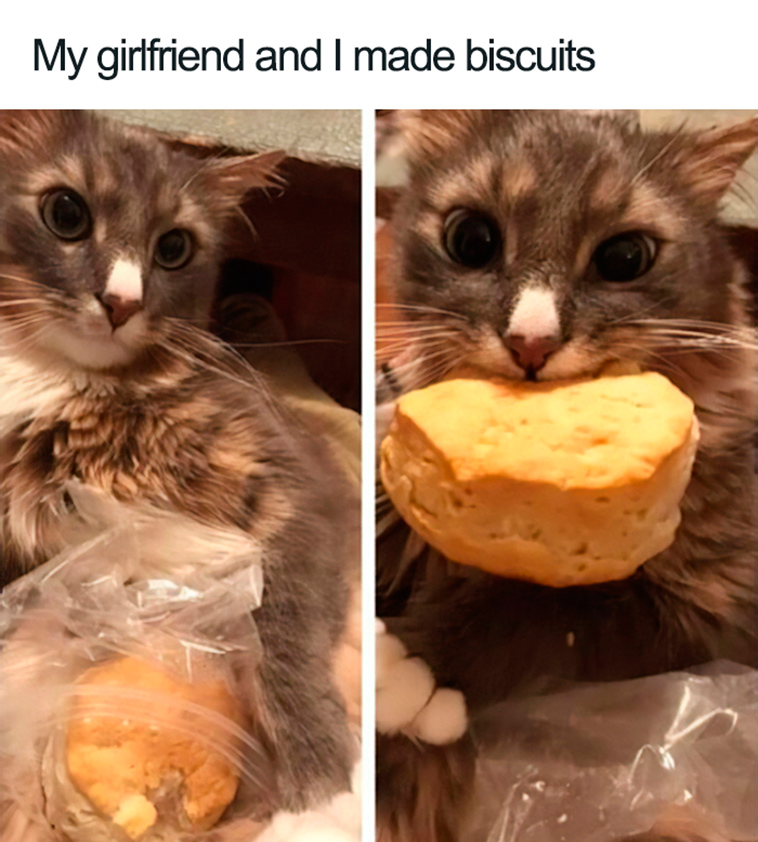 funny cat shaming