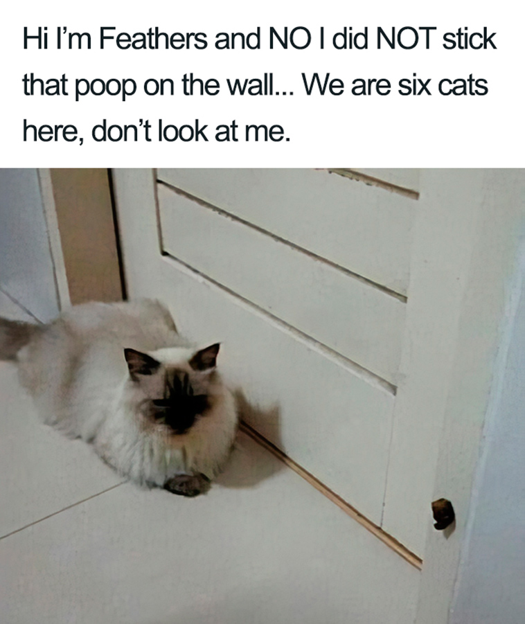 funny cat shaming
