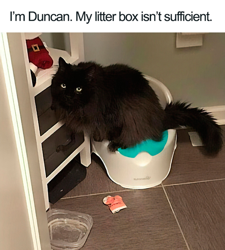 funny cat shaming