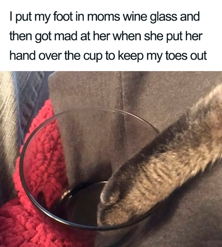 funny cat shaming