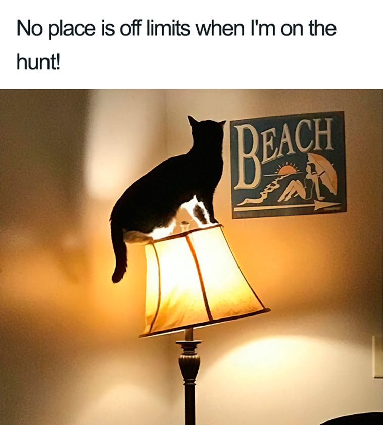 funny cat shaming