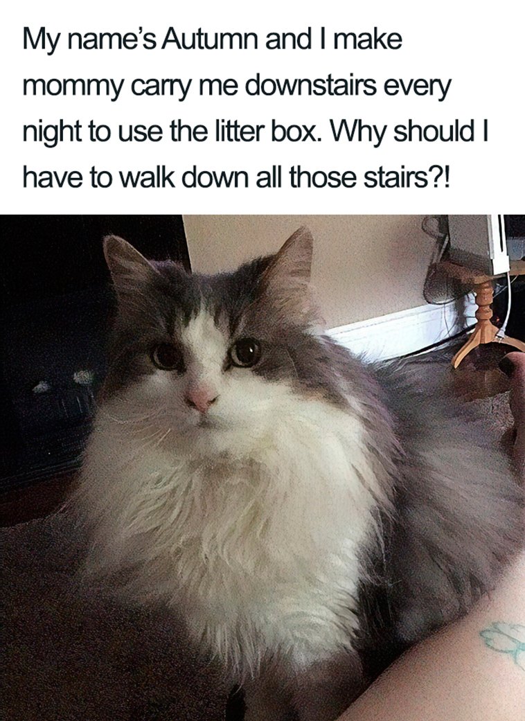 funny cat shaming