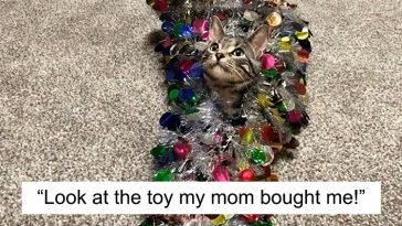 funny cat shaming