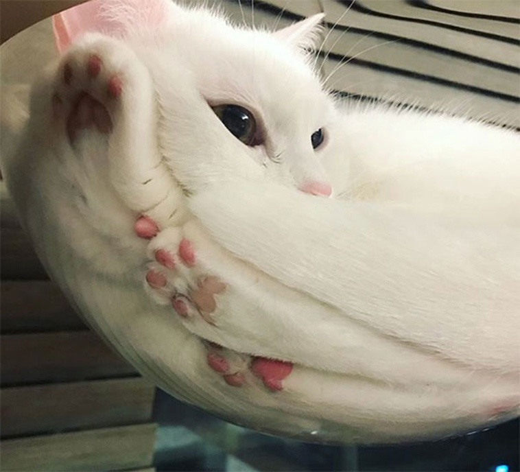 funny cats on glass