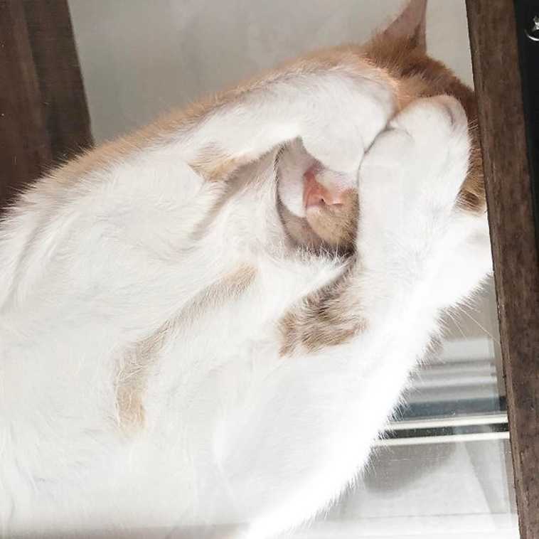funny cats on glass