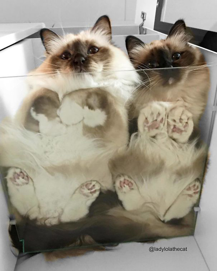 funny cats on glass
