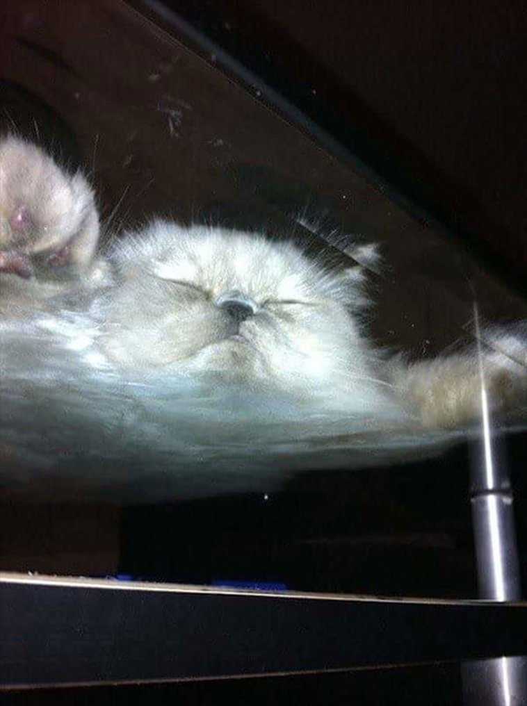 funny cats on glass