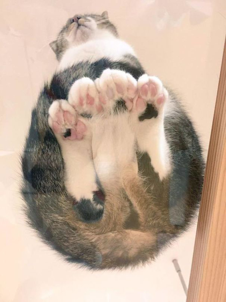 funny cats on glass