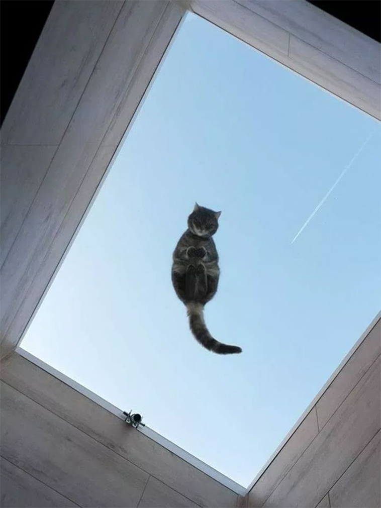 funny cats on glass