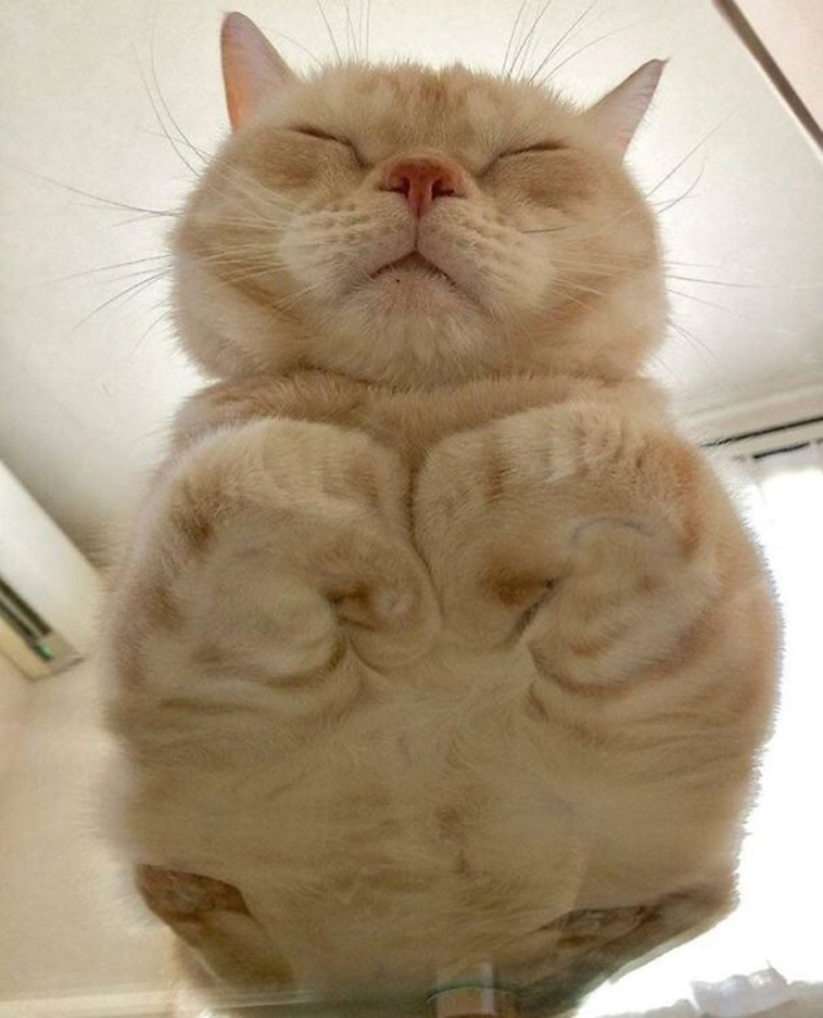 funny cats on glass