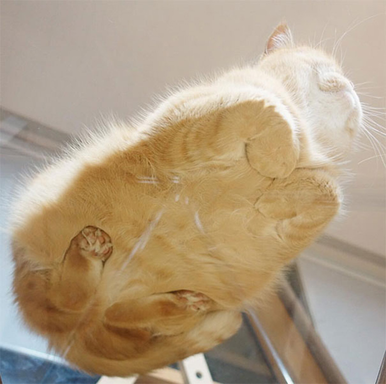 funny cats on glass