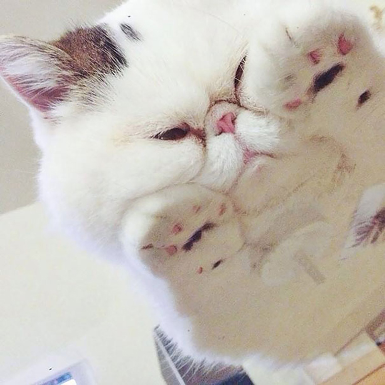 funny cats on glass