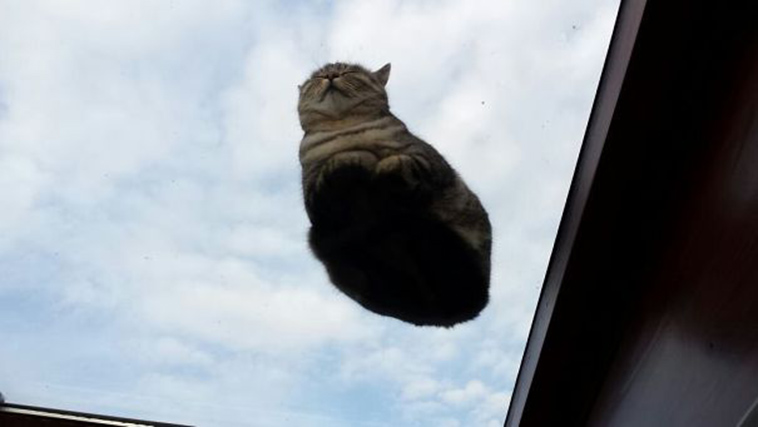 funny cats on glass