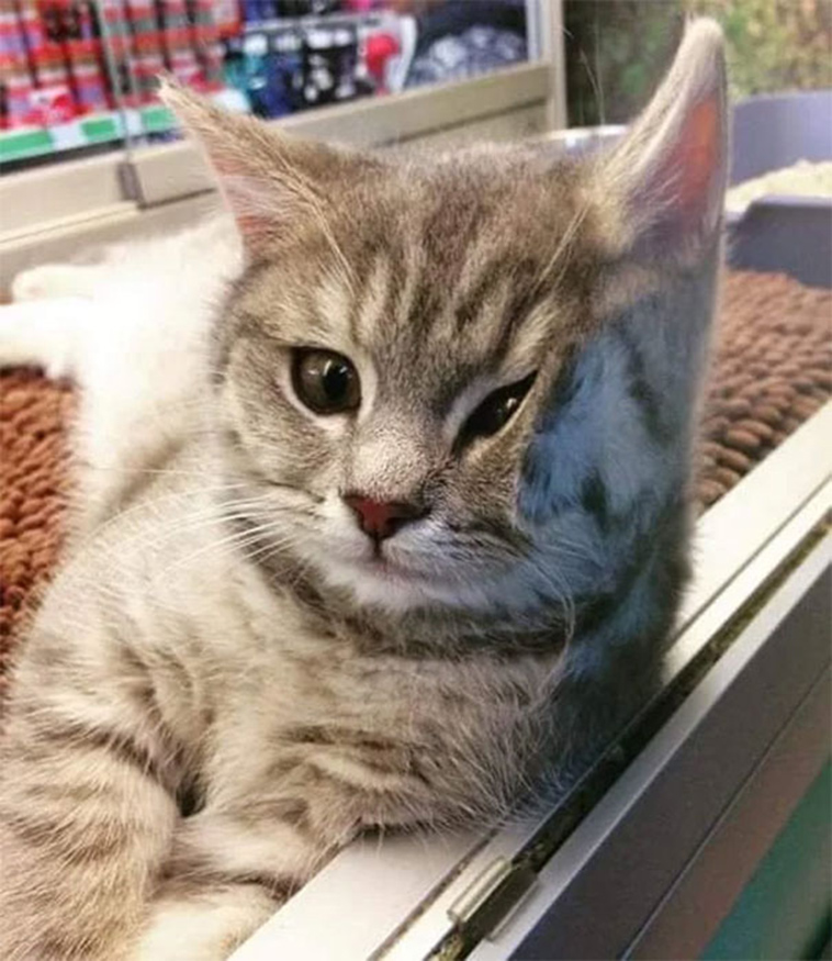 funny cats on glass