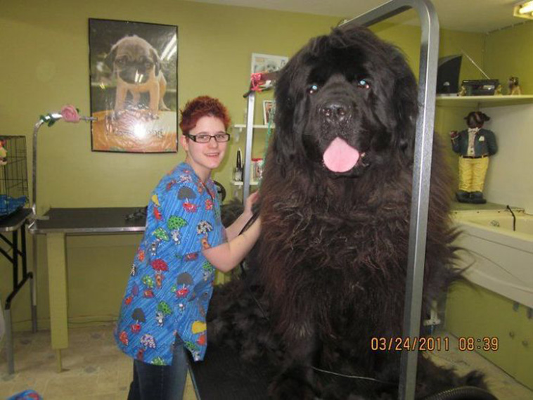 huge Newfoundland