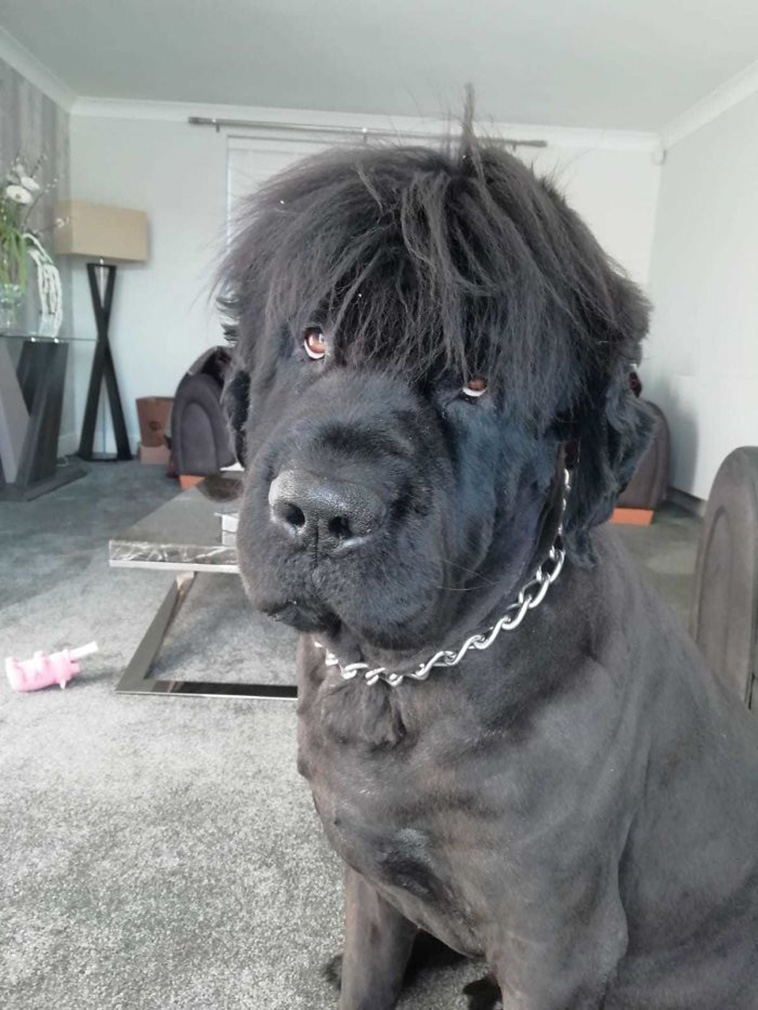 huge Newfoundland