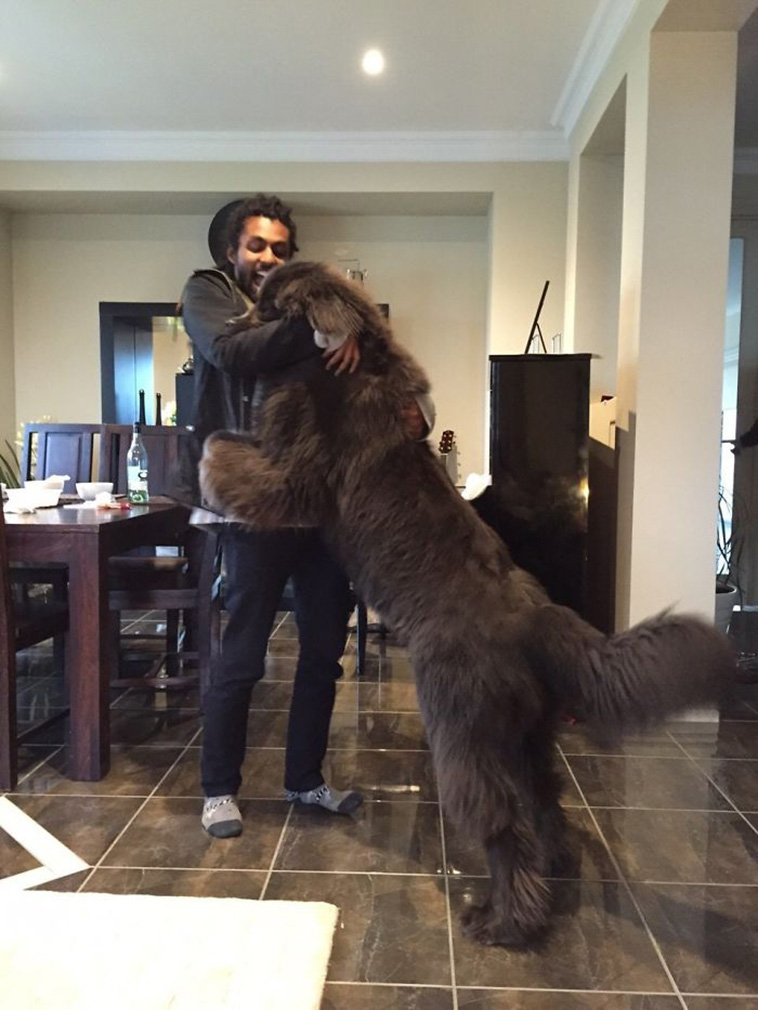 huge Newfoundland