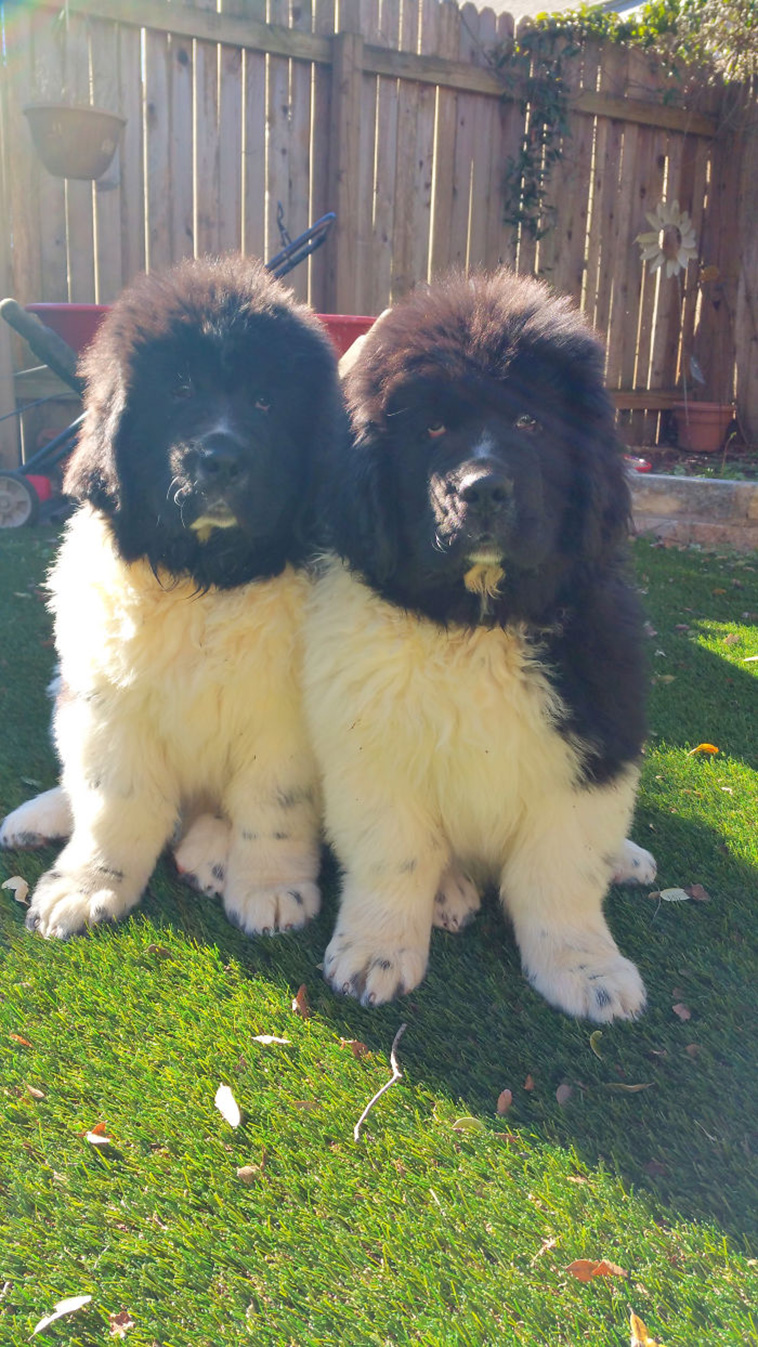 huge Newfoundland