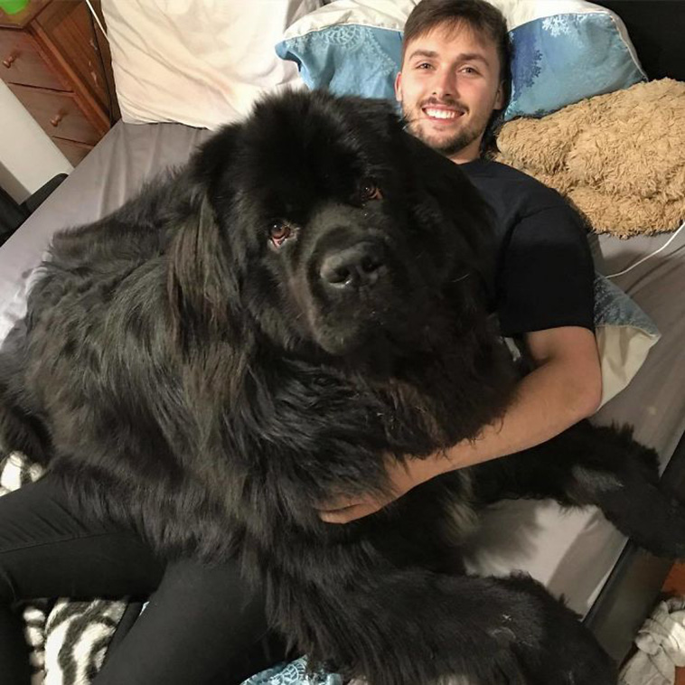 huge Newfoundland