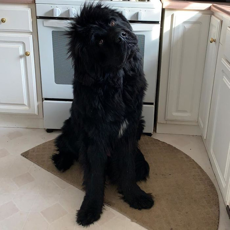huge Newfoundland
