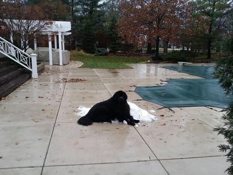 huge Newfoundland