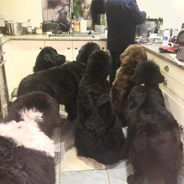 huge Newfoundland