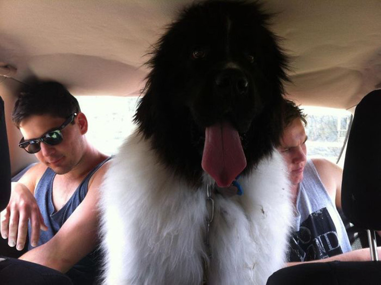 huge Newfoundland